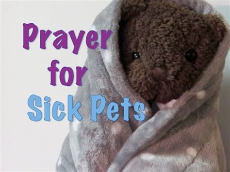 Not only is it important that we pray for healthy pets, but also sick pets that are in need of god's healing. Prayer for a sick pet - YouTube