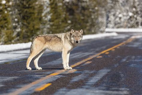 Is Wolf Reintroduction Right For Colorado Pathways 2019 Human