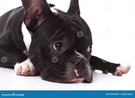 Closeup Of A Sad French Bulldog Puppy Dog Stock Photo Image 60701467