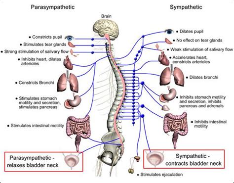 The central nervous system science human nervous system. simple autonomic nervous system diagram large - Google ...
