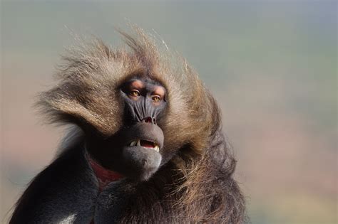 Gelada Photograph By Marco Marchioni National Geographic Your Shot