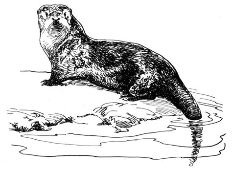 River Otter Coloring Pages Coloring Pages