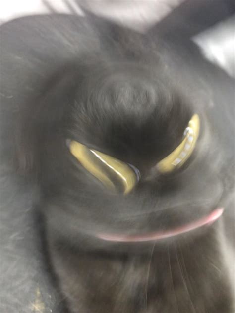 Blurry Picture Of A Cat Blurrypicturesofcats