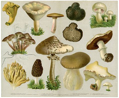Edible Mushroom Clip Art Vector Images And Illustrations Istock
