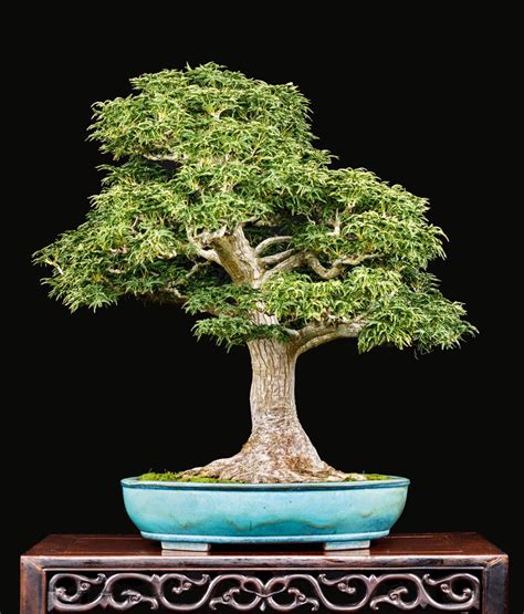 Refining A Japanese Maple Bonsai By Transplanting This Article Is From