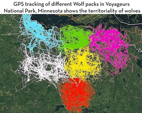 Gps Tracking Of Different Wolf Packs In Voyageurs National Park