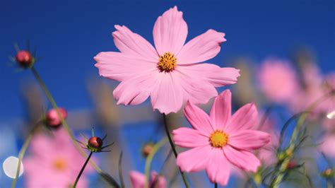 1920x1080 Pink Cosmos Flower Laptop Full Hd 1080p Hd 4k Wallpapers Images Backgrounds Photos