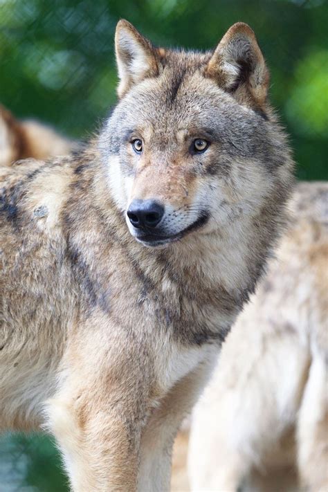 Eight Grey Wolves Have Arrived At Dublin Zoo Herie Dublin Zoo