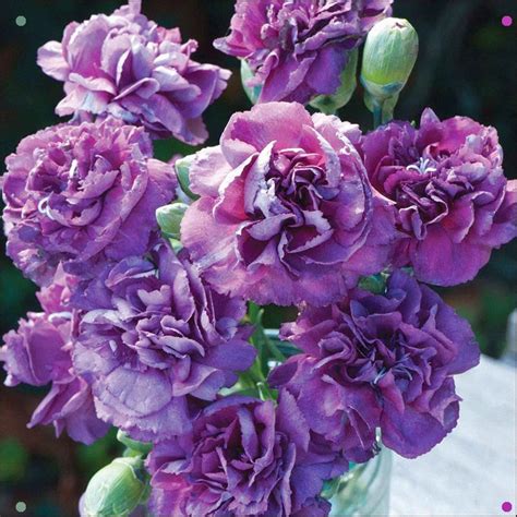 Dianthus 'Purple Rain' - Perennial and Biennial Plants - Thompson and Morgan | Biennial plants 
