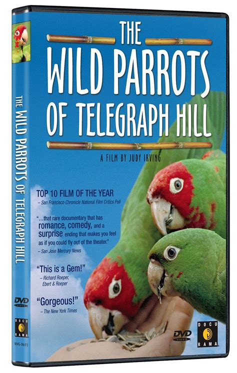 ~ The Wild Parrots Of Telegraph Hill ~ Parrot Wiggles Birthday Wild