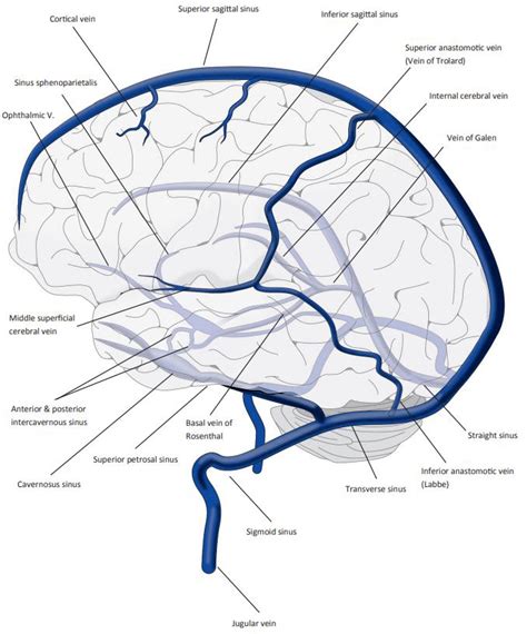 Illustration Of The Anatomy Of The Cerebral Sinus And Veins