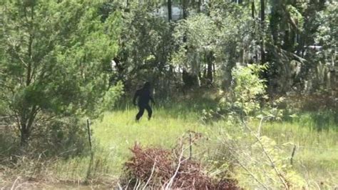 Bigfoot Sighting In The Lowcountry Wcbd News 2