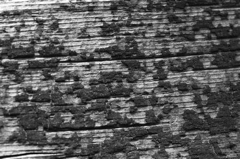 Free Images Rock Black And White Wood Texture Line Soil Stone