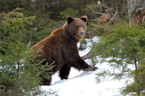 The Grizzly Bear Is An Iconic Species In North America But Its Habitat