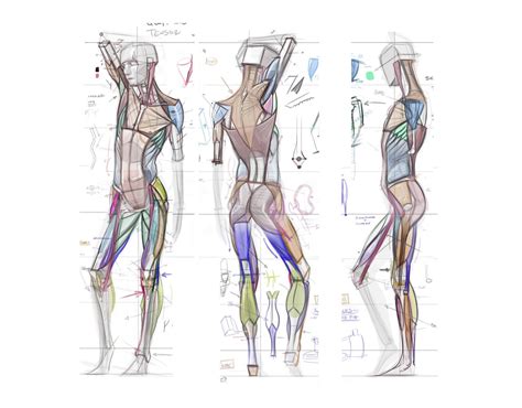 Figuredrawing Info News Anatomy For Artists Anatomy Art Life Drawing