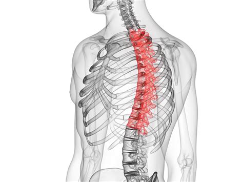 The Anatomy Of The Thoracic Spine