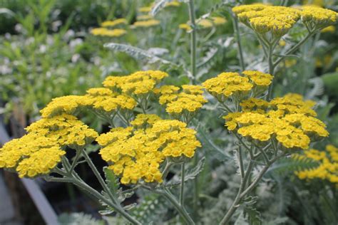 Florakansas Spring Native Plant Days Dyck Arboretum