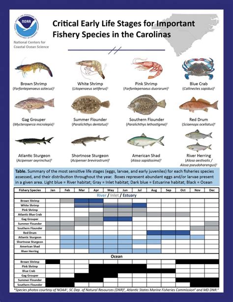 North Carolina Fish Chart