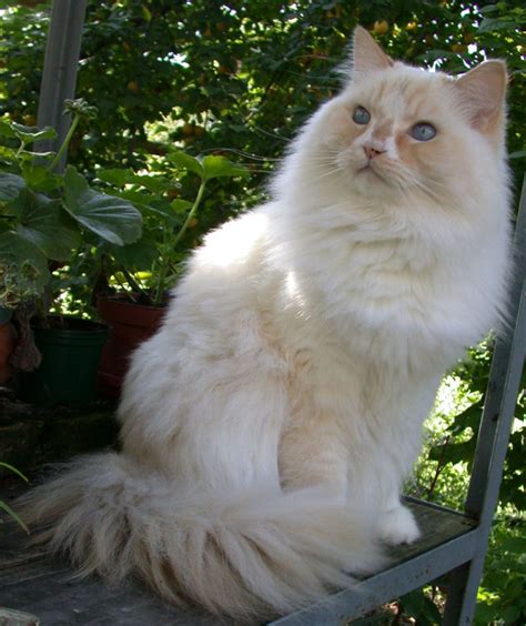 Ragdoll cats and ragamuffin cats are commonly confused. Ragamuffin cat - Wikipedia