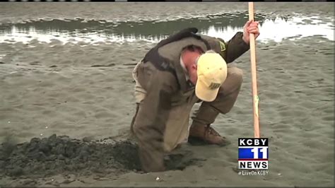 Razor Clamming Reopens On Oregon Coast