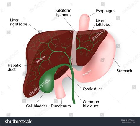 See more ideas about liver, histology slides, bile duct. Human Liver Anatomy Liver Gallbladder Esophagus Stock Vector 165558941 - Shutterstock