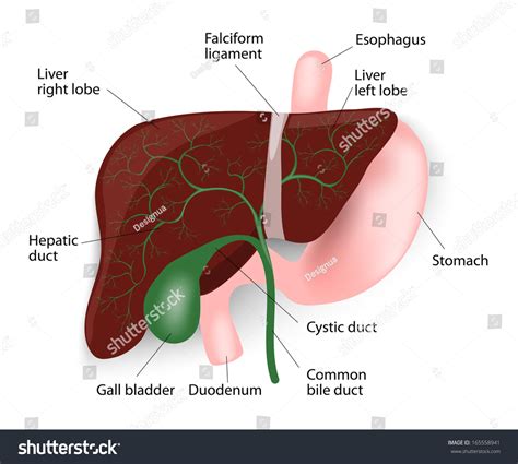 The liver releases bile secretions which emulsify fats and enhances the activity of pancreatic and intestinal lipases. Human Liver Anatomy Liver Gallbladder Esophagus Stock ...