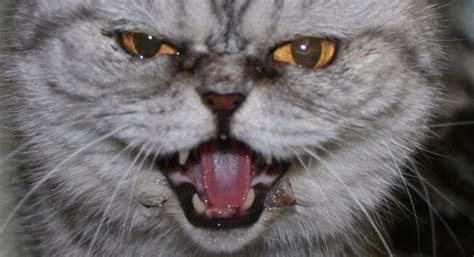 How do i stop my cat (6 mo. CATS THAT ARE AGGRESSIVE TO HUMANS - Celia Haddon
