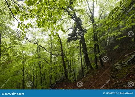 Green Misty Spring Forest Stock Photo Image Of Jeseníkyn 173006122
