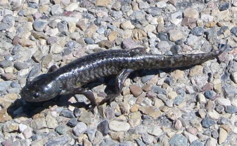 Idaho Giant Salamander Reptiles Amphibians And Fish Of Montana