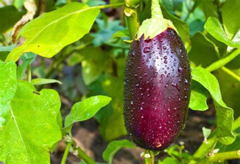 Video: Some eggplants naturally repel insects. New software can monitor ...