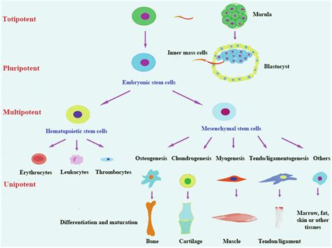 Totipotent Cells Defined Totipotent Vs Pluripotent Vs Multipotent Stem