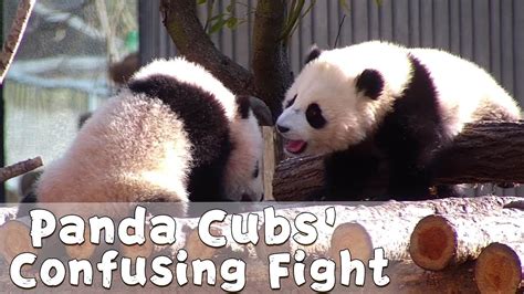 Confusing Fight Between Panda Cubs Ipanda Youtube