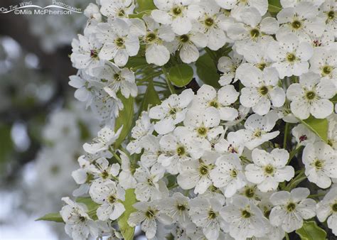 Pretty But Problematic The Bradford Pear Tree Mia Mcphersons On The
