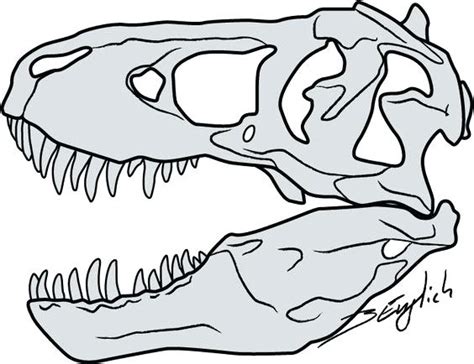 Dinosaur Bones Drawing Free Download On Clipartmag