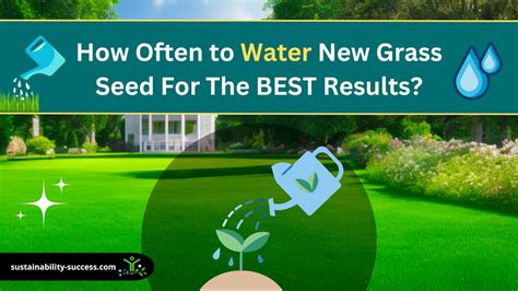 How Often To Water New Grass Seed For The Best Results
