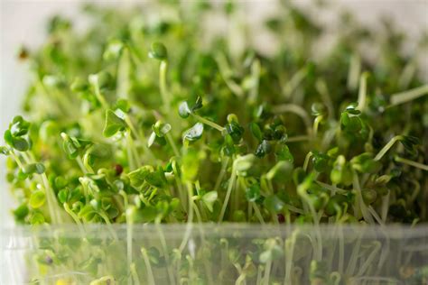 How to Grow Microgreens | Garden Guides