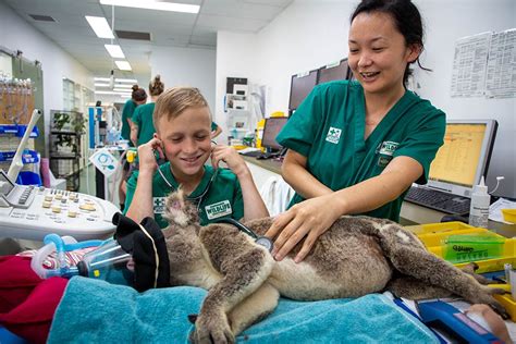 Gold coast animal hospital reviews. Currumbin Wildlife Sanctuary | Must Do Brisbane