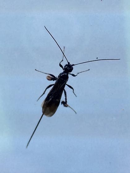 Strange Black Bug With Long Tail And Long Antennae Atanycolus