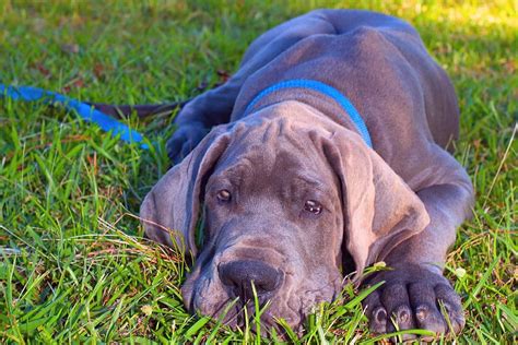 Harlequin Great Dane Puppies Mn Blue Great Dane Do These Gentle