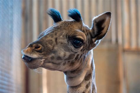 Phoenix Zoo Asking Public To Help Name Baby Giraffe
