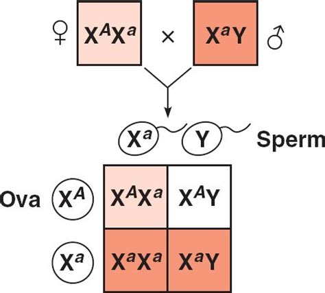 White eyed mother (xrxr) + red eyed male (xry) =. 19 Survey of Human Genetics key: