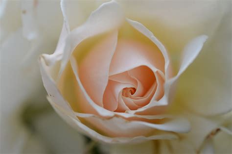 Free Photo Rose White Rose Flower Plant Free Image On Pixabay 66498
