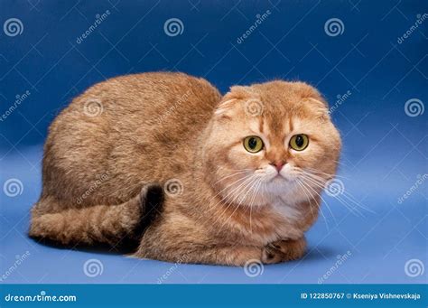 Big Ginger Cat Breed Scottish Fold Stock Image Image Of Blue Gold