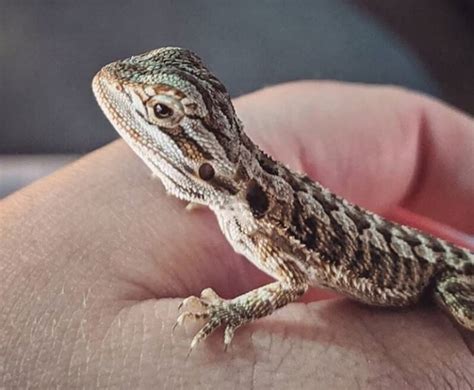 Lizard Names Over 500 Inspiring Ideas For Naming Your Pet Lizard