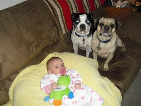 Then We Had Mia And The Dogs Loved To Be Near Her