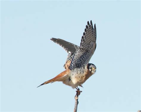 Photography By Deb Hirt Oklahoma Breeding Bird Species Profile