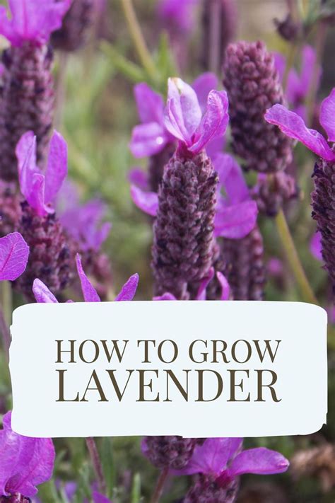 How To Grow Lavender Growing Lavender Growing Lavender From Seed