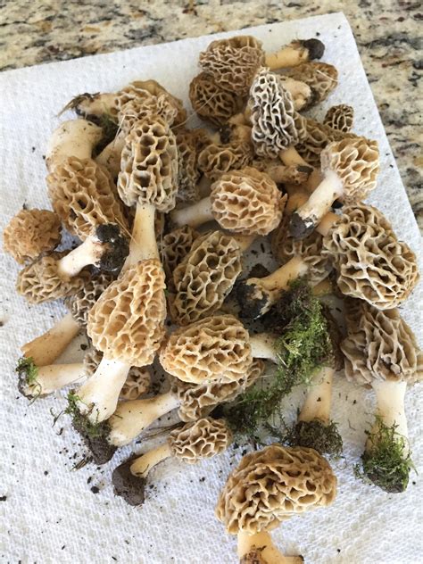 My Favorite Part About Living The Midwest Morel Mushrooms Misc