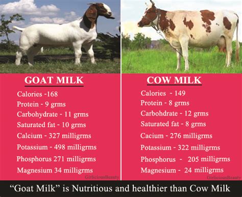 10 Mesmerising Health Benefits Of Drinking Goat Milk Than Cow Milk