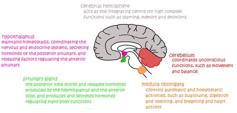 In humans, the brain also controls our use of language, and is capable of abstract thought. The human brain
